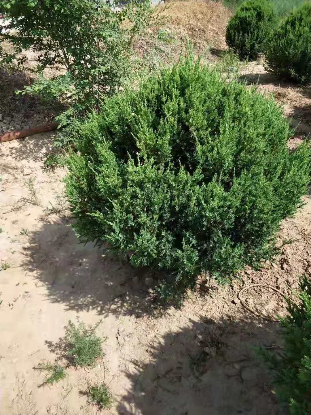 刺柏圖片/刺柏樣板圖 (2)