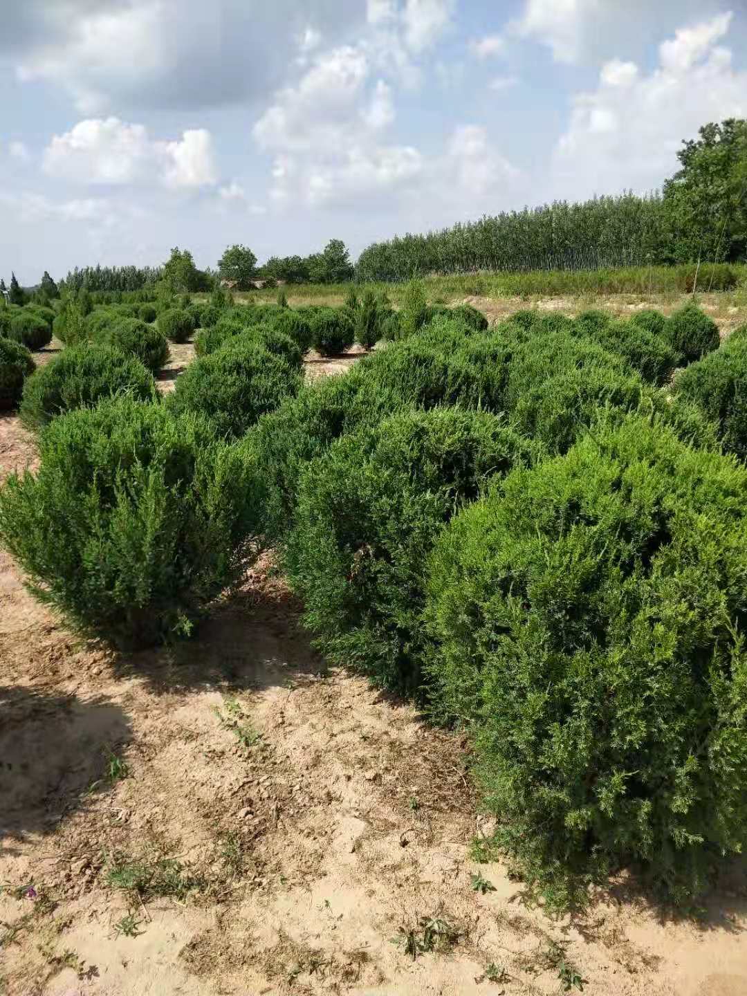 刺柏圖片/刺柏樣板圖 (1)