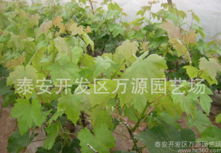 優(yōu)質(zhì)葡萄苗圖片/優(yōu)質(zhì)葡萄苗樣板圖 (3)