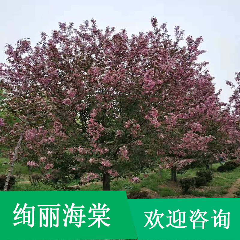 绚丽海棠_紫叶李_樱花树苗_北美黄杨基地-泰安市岱岳区大汶口镇帅意苗圃种植中心图片