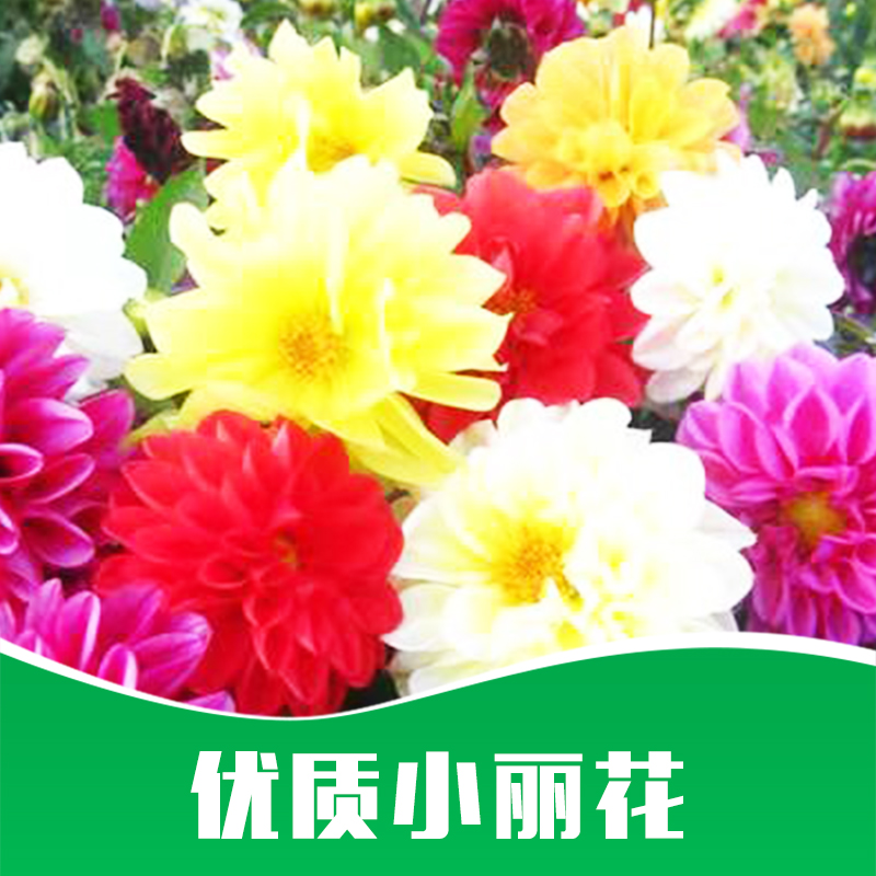小麗花價(jià)格圖片/小麗花價(jià)格樣板圖 (4)