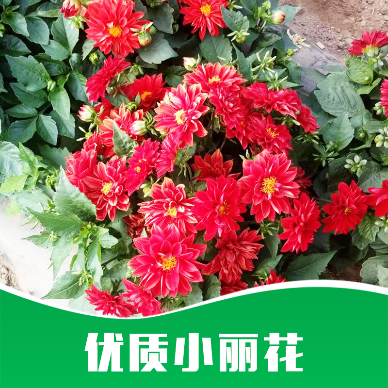 小麗花價(jià)格圖片/小麗花價(jià)格樣板圖 (3)