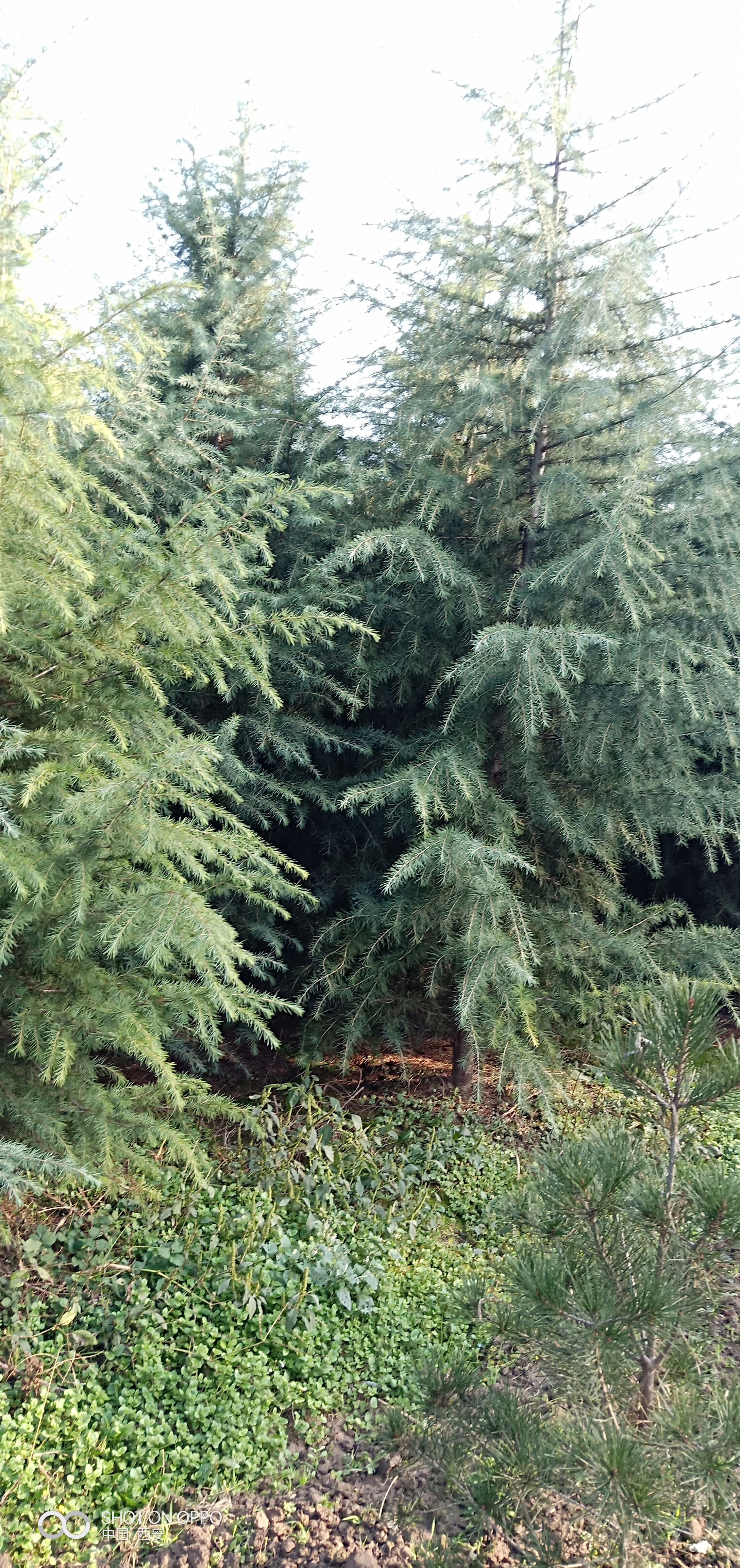 *雪松苗木種植基地批發(fā)