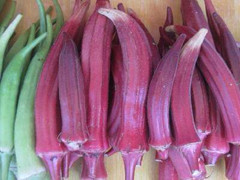 供應(yīng)新鮮種子紅秋葵菜批發(fā)基地