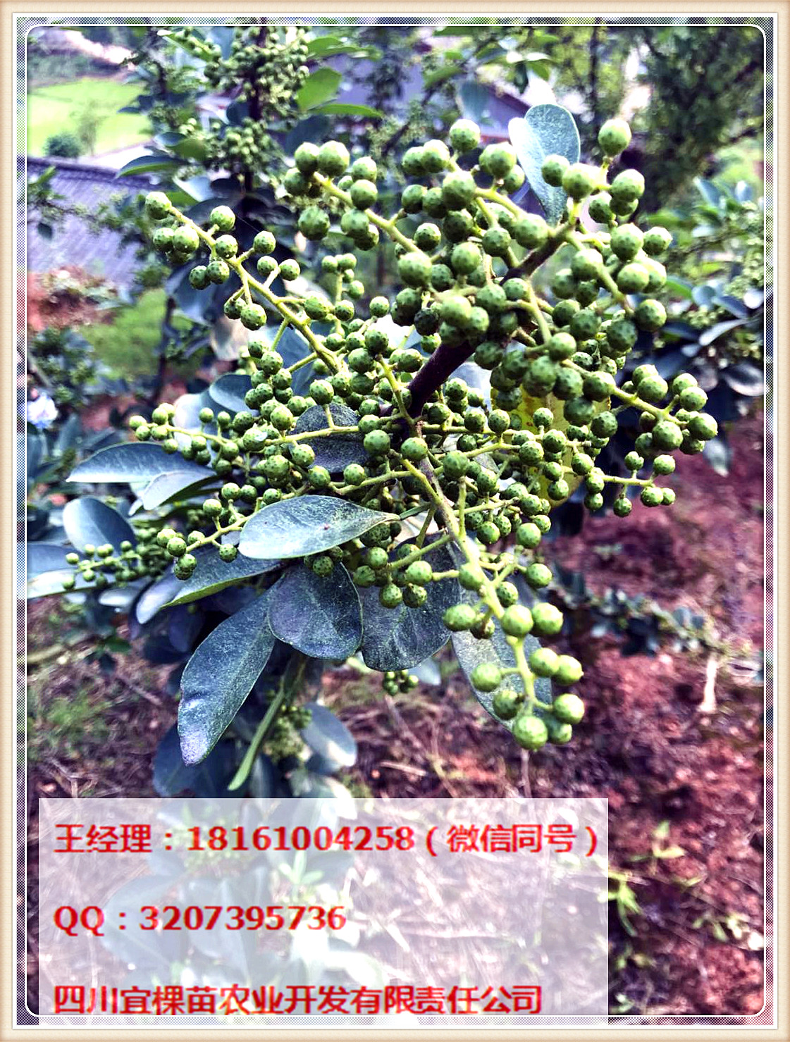 花椒苗圖片/花椒苗樣板圖 (2)