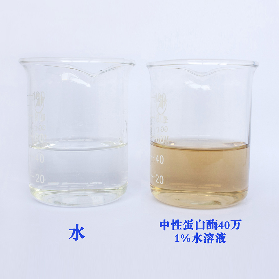 蛋白酶圖片/蛋白酶樣板圖 (4)