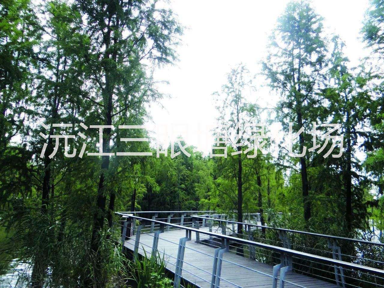 湖南中山杉种植基地湖南中山杉种植基地|湖南3公分中山杉价格|湖南5公分中山杉批发价格