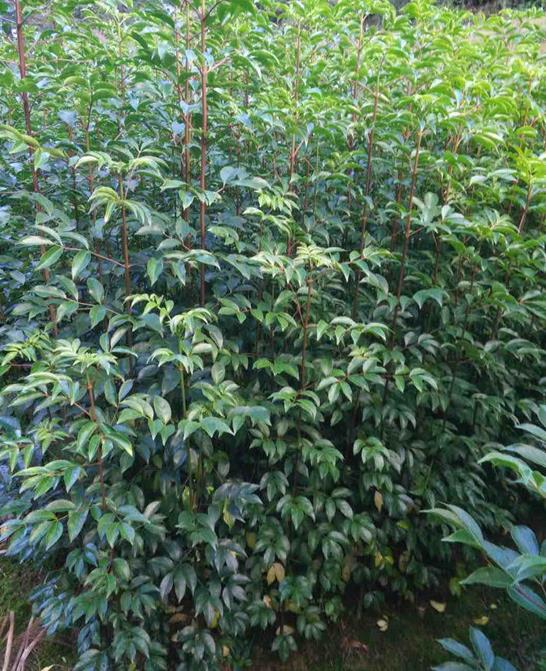 野鴉椿圖片/野鴉椿樣板圖 (3)