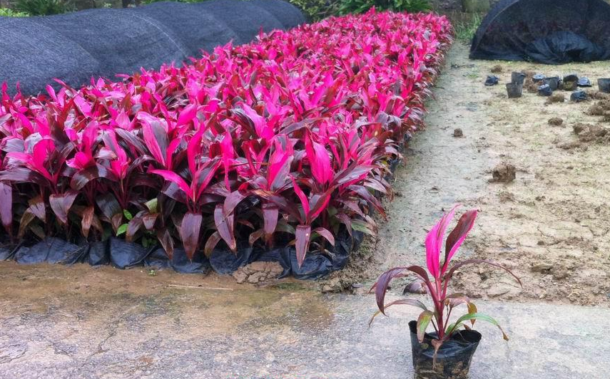 朱焦批發(fā)價格圖片/朱焦批發(fā)價格樣板圖 (4)