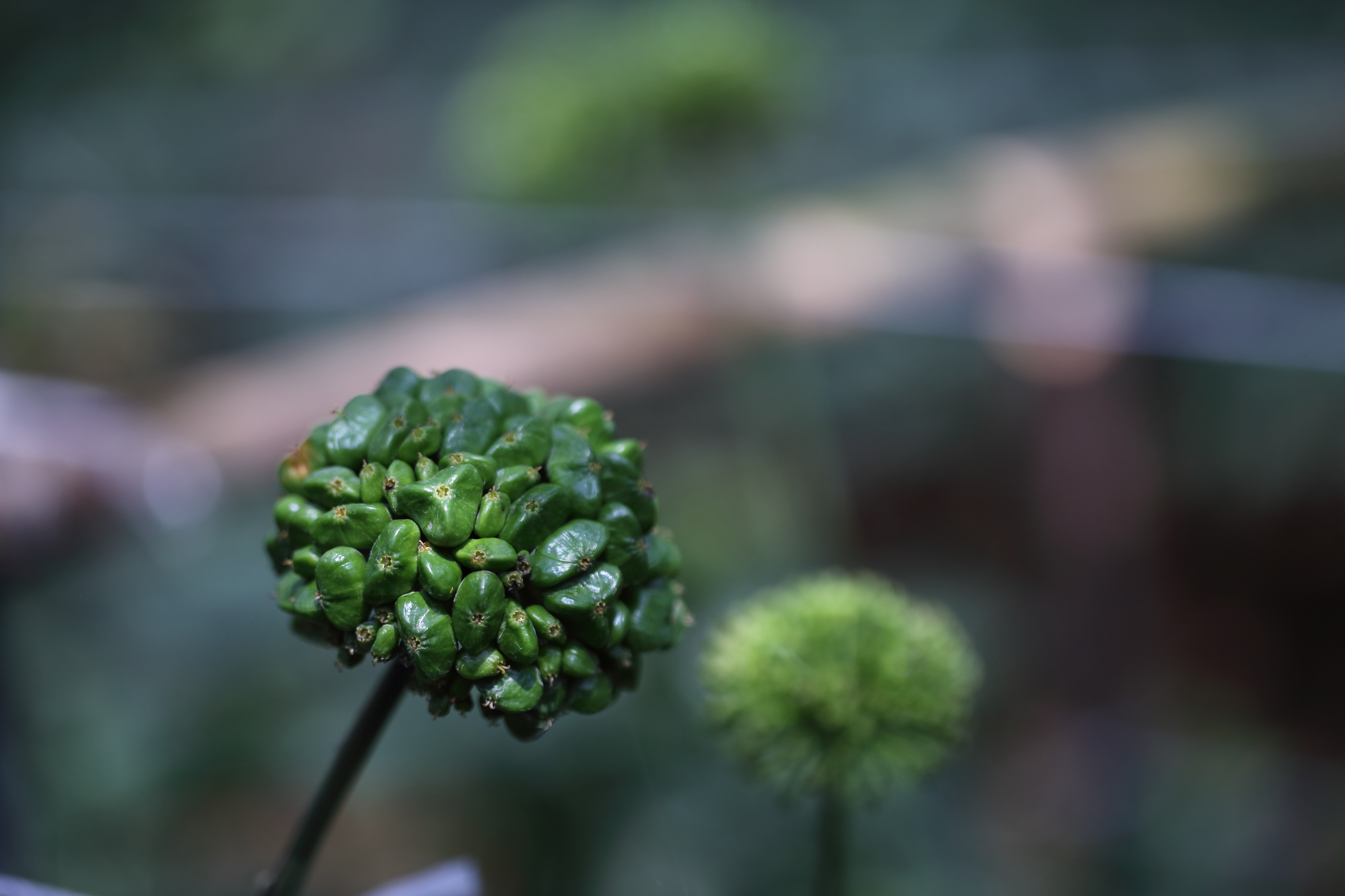 呼和浩特田七報價圖片