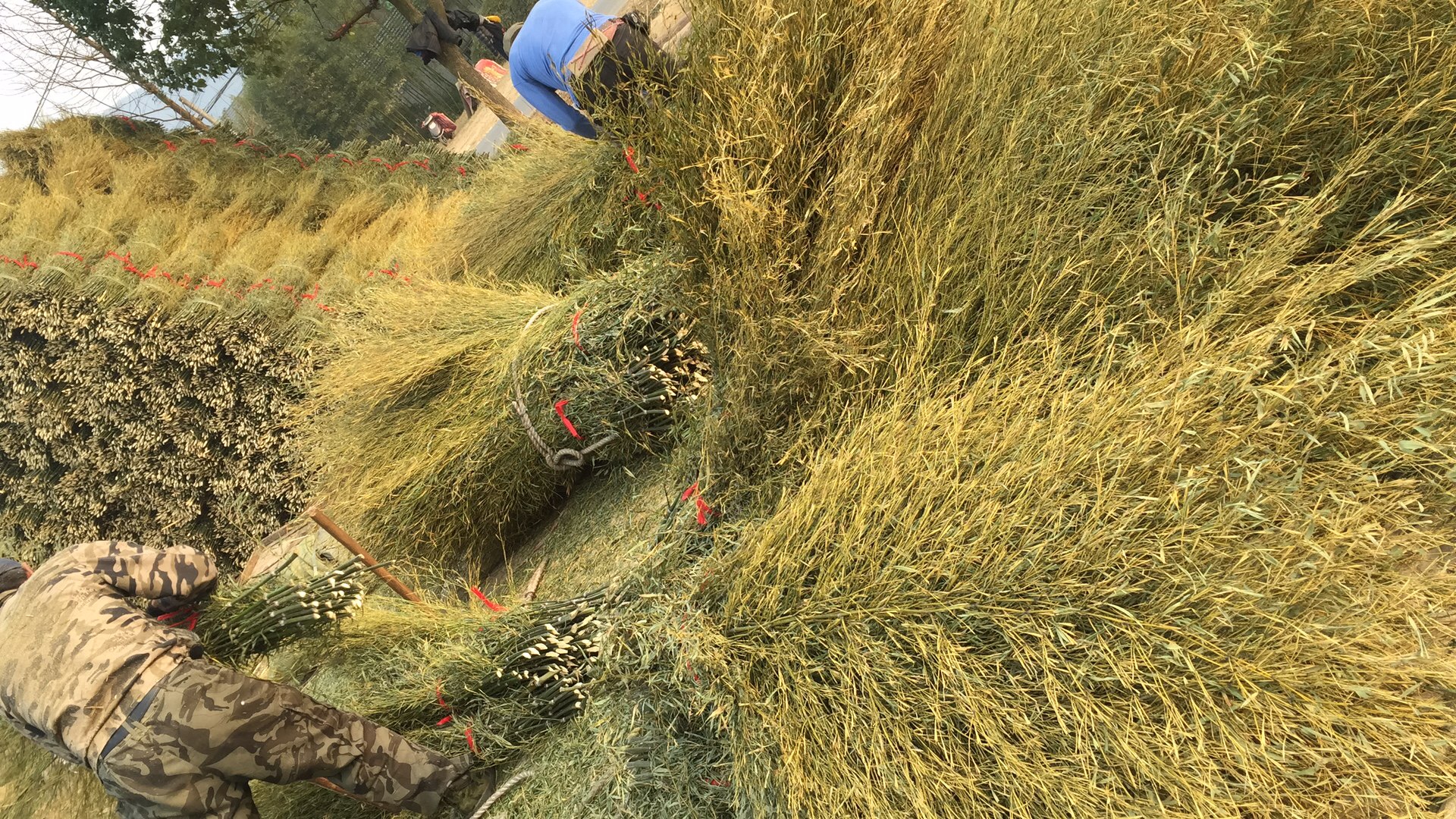 竹枝掃帚圖片/竹枝掃帚樣板圖 (2)