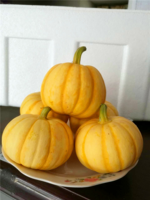 南瓜種子圖片/南瓜種子樣板圖 (4)