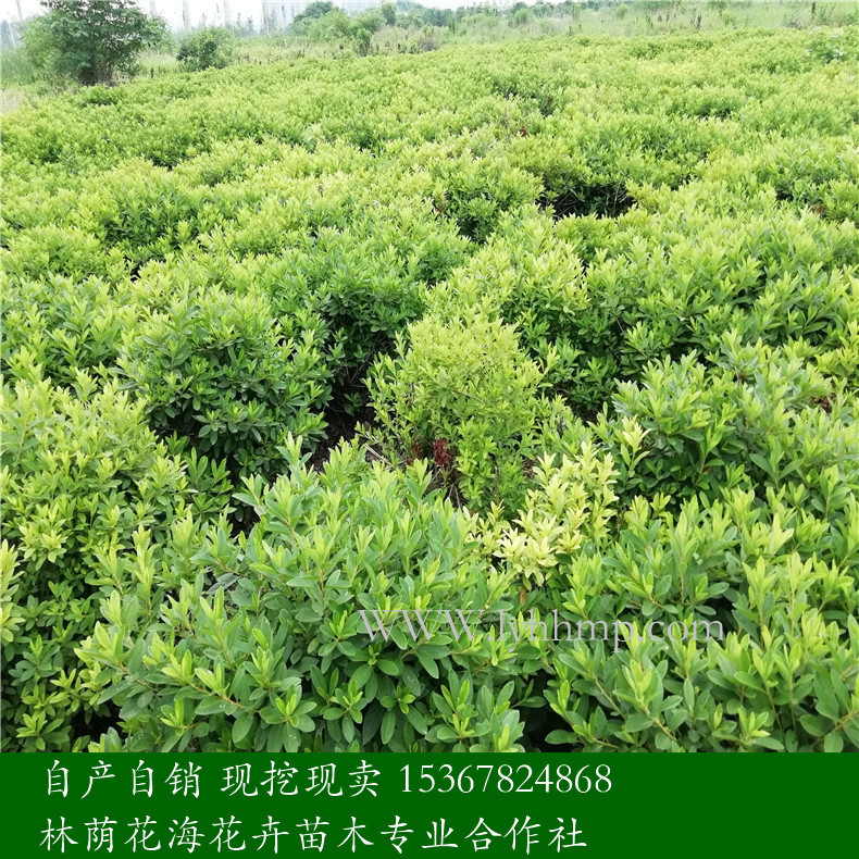 杜鵑花圖片/杜鵑花樣板圖 (2)