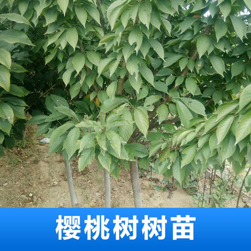 櫻桃樹(shù)圖片/櫻桃樹(shù)樣板圖 (4)