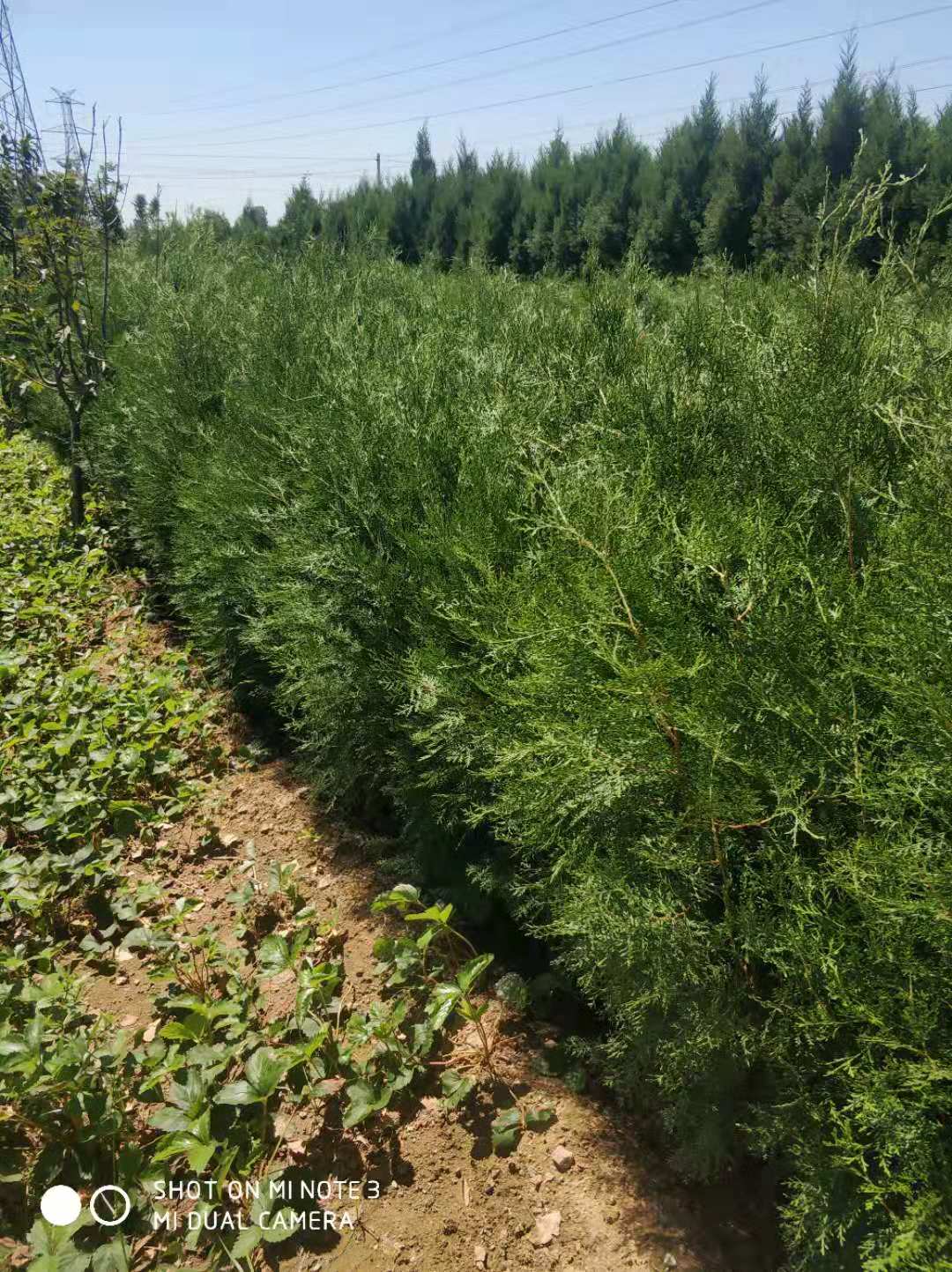 河南侧柏苗种植基地-价格-批发图片