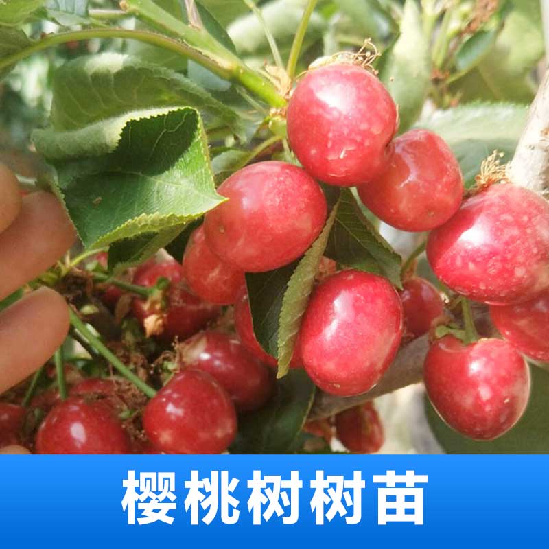 櫻桃樹(shù)圖片/櫻桃樹(shù)樣板圖 (3)