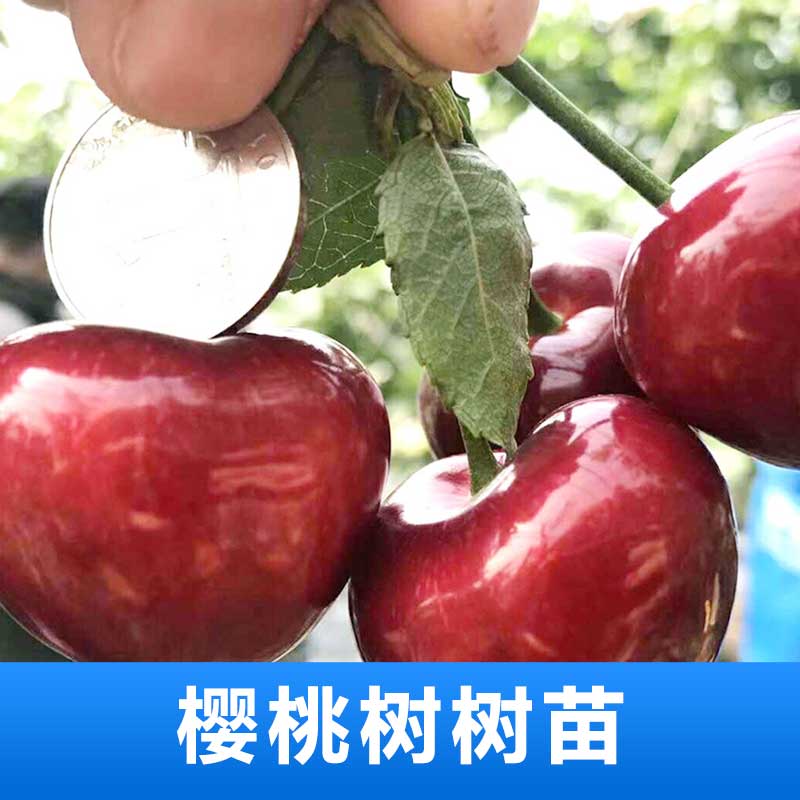 櫻桃樹(shù)圖片/櫻桃樹(shù)樣板圖 (2)