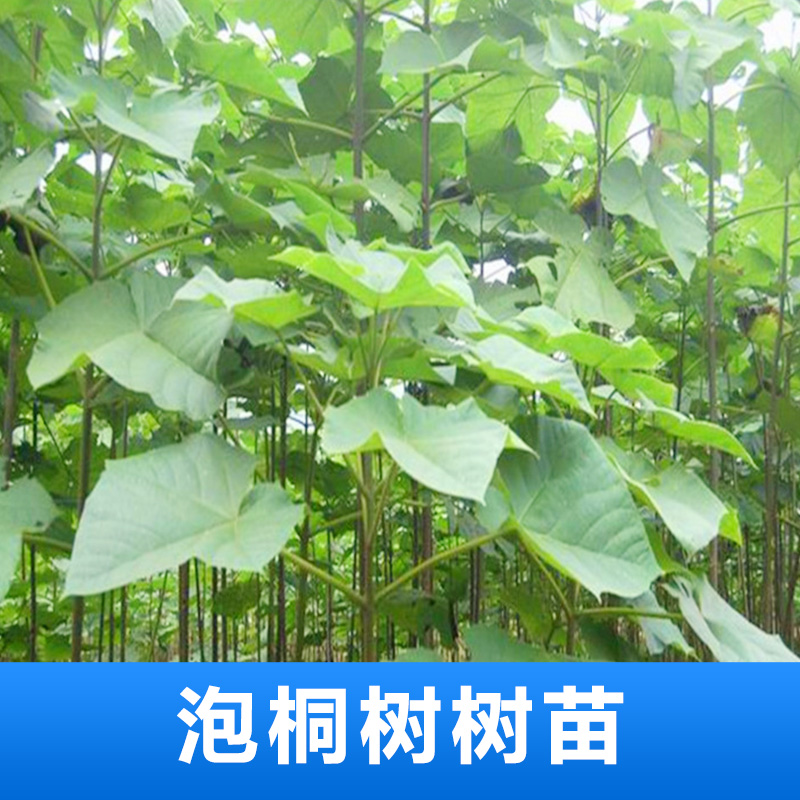 泡桐樹苗圖片/泡桐樹苗樣板圖 (3)
