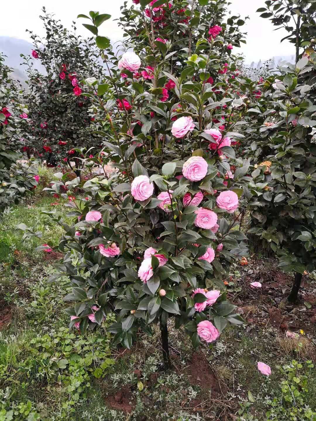 湖南长沙茶花基地-湖南长沙茶花批发-湖南长沙茶花基地批发价格