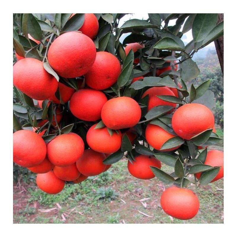 美國糖桔苗 美國糖桔柑橘苗 世紀紅柑橘苗 世紀紅雜柑苗