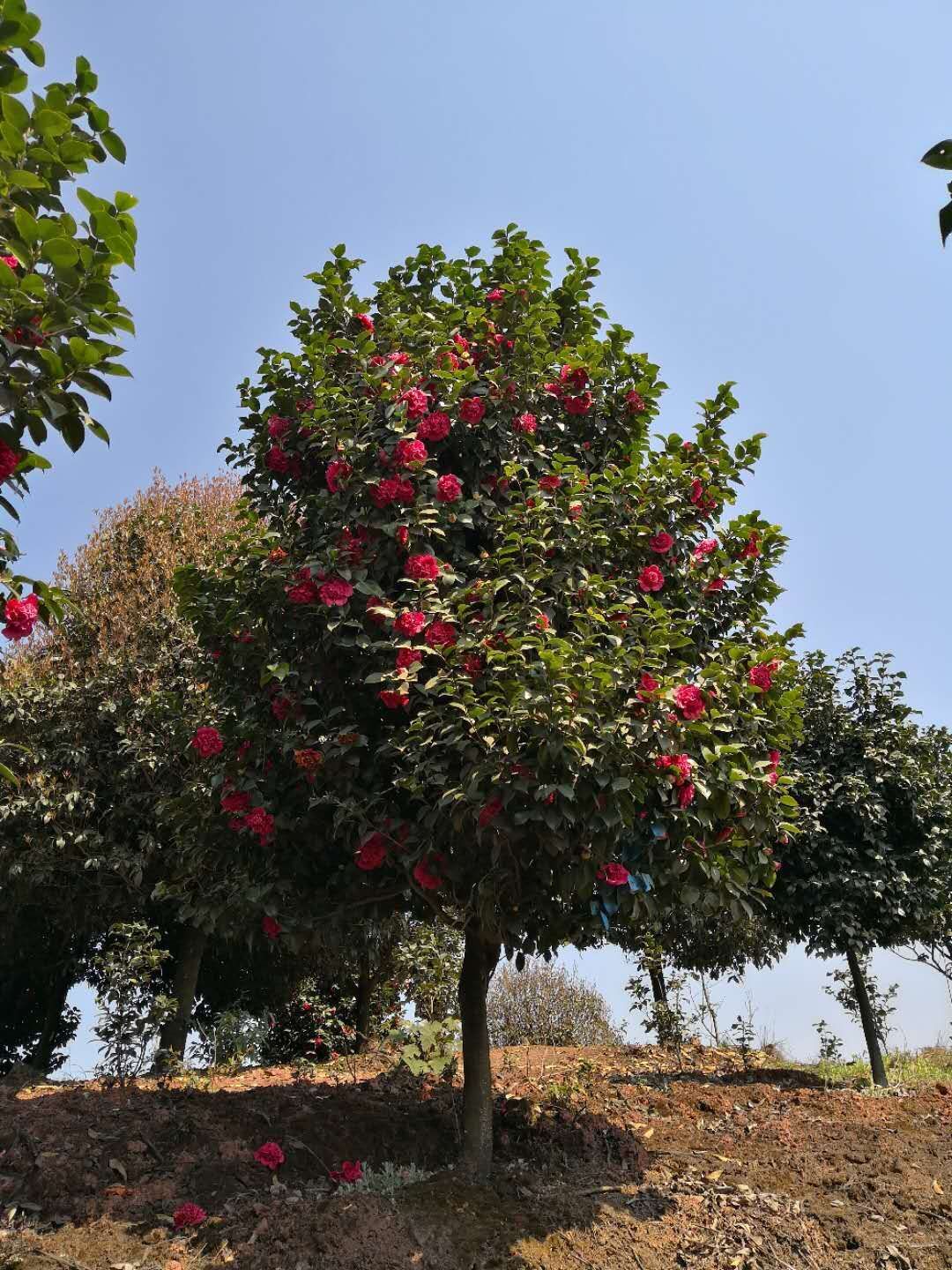 茶花批发  茶花价格  茶花种植基地图片