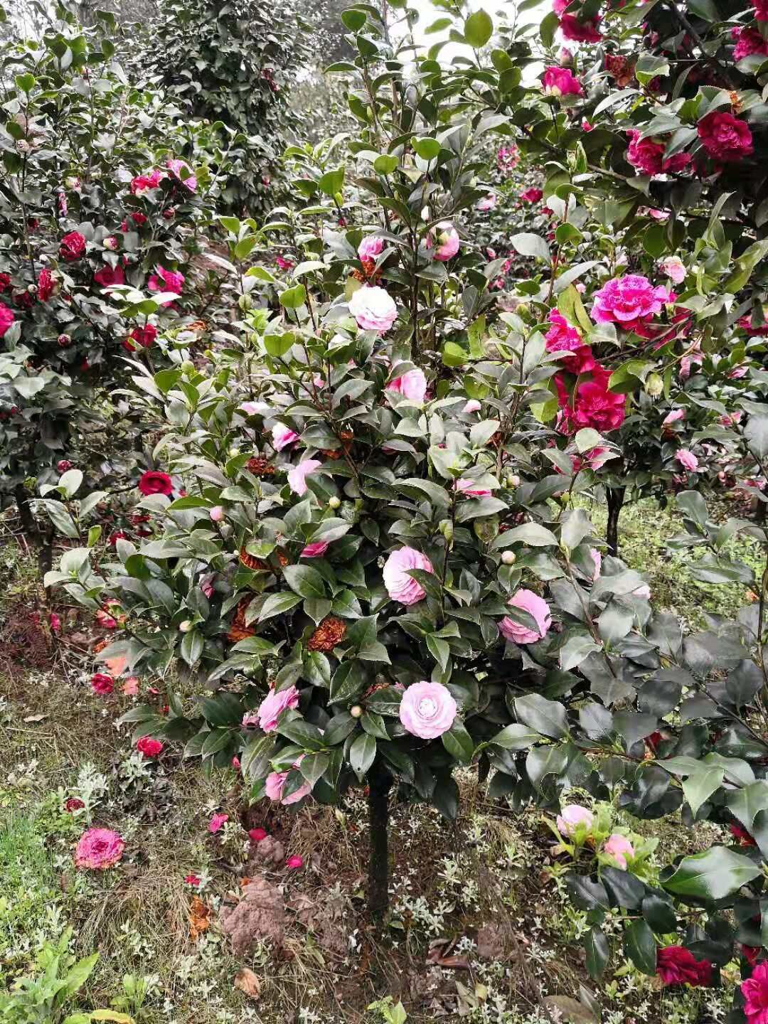 茶花批发价格  茶花报价  茶花种植基地