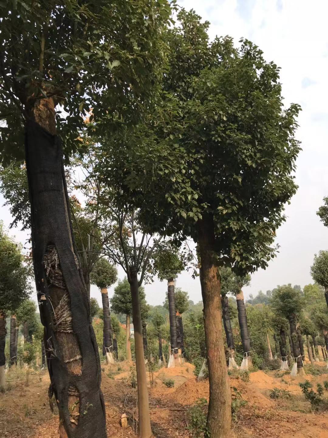 湖北香樟種植基地｜湖北香樟多少錢｜湖北香樟價(jià)格表｜湖北香樟苗木種植基地｜湖北香樟苗木報(bào)價(jià)