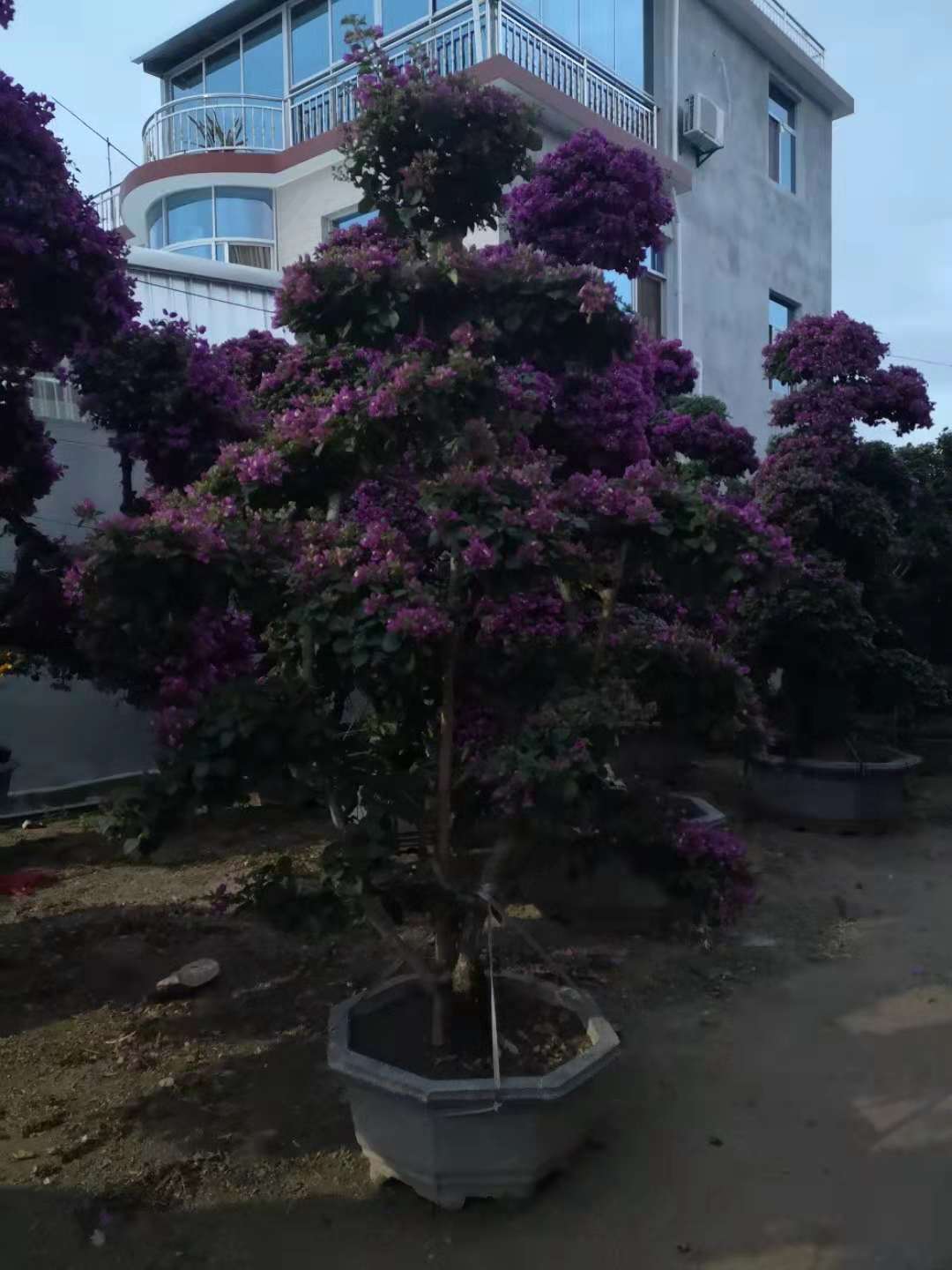 漳州市祺福造型三角梅厂家