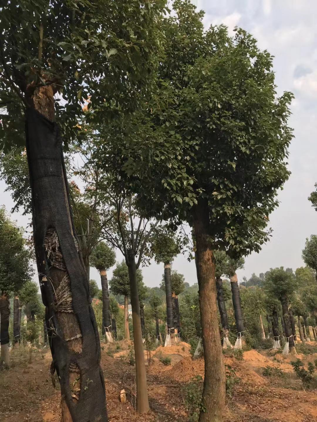 湖北香樟圖片/湖北香樟樣板圖 (4)