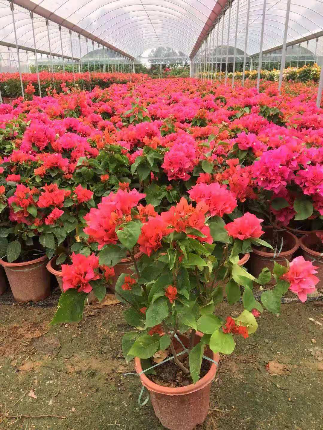 花瓶三角梅圖片/花瓶三角梅樣板圖 (3)
