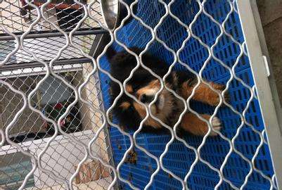 美格網(wǎng)圖片/美格網(wǎng)樣板圖 (2)