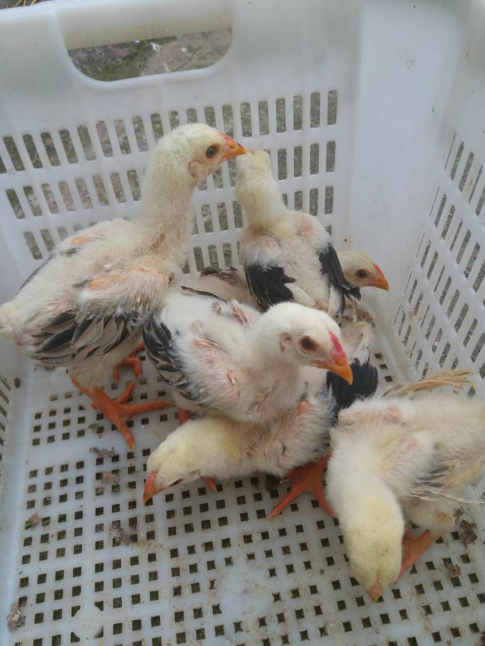 東濤雞 越南東濤雞