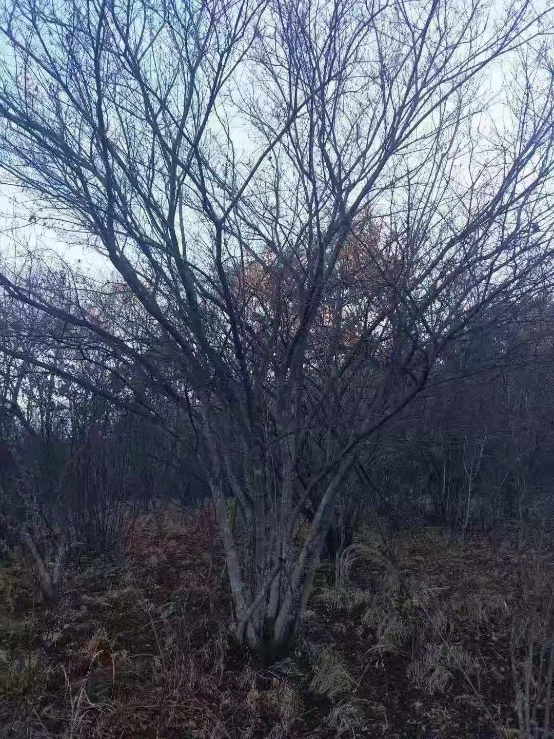 茶條槭 叢生茶條槭