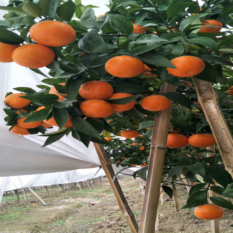 沙糖桔圖片/沙糖桔樣板圖 (3)