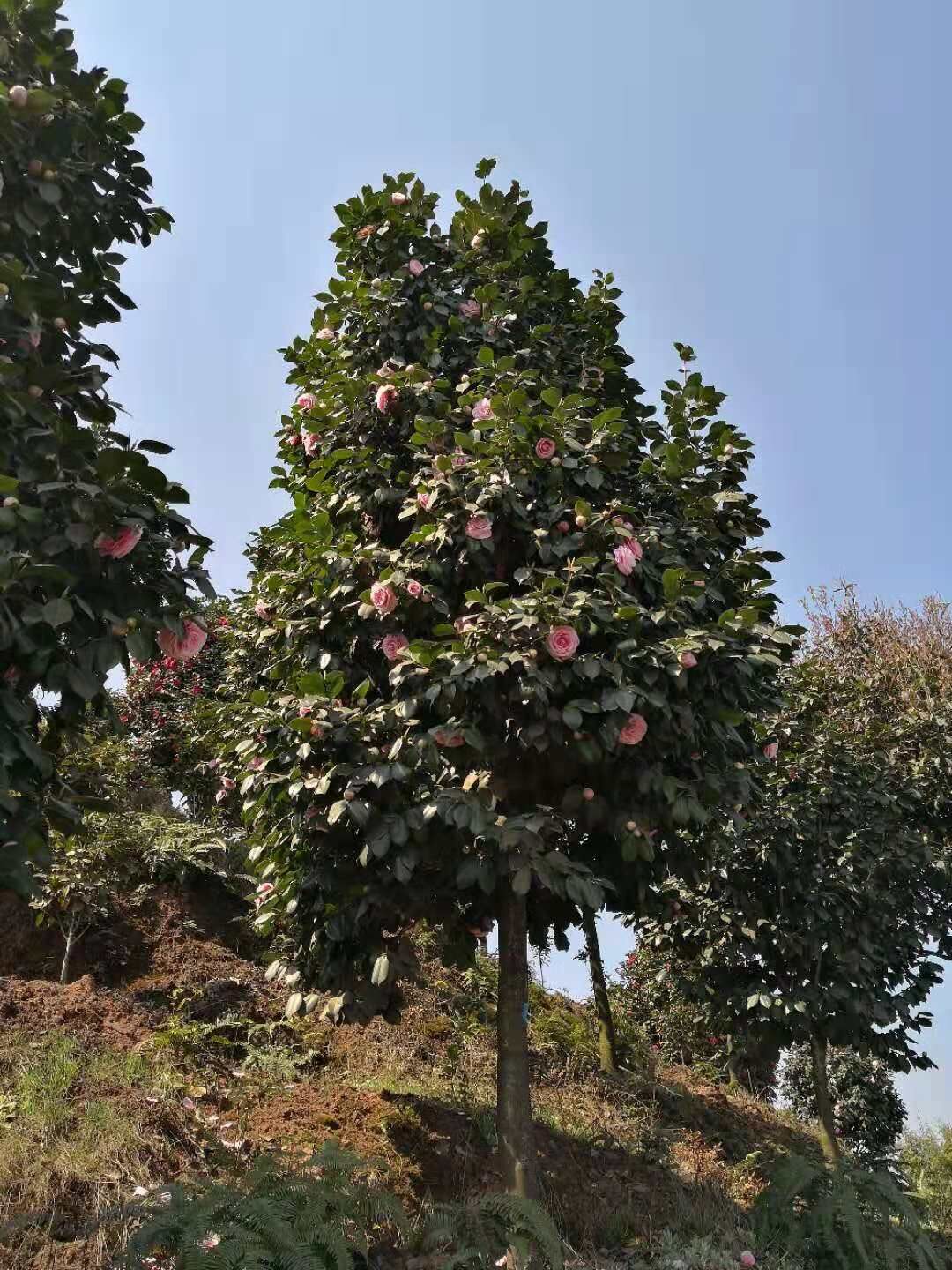 江西茶花種植基地-江西茶花批發(fā)-江西茶花價(jià)格