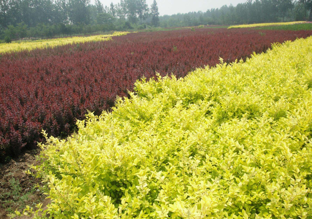 金葉女貞 金葉女貞報(bào)價(jià) 金葉女貞批發(fā) 金葉女貞供應(yīng)商 金葉女貞哪家好 金葉女貞電話