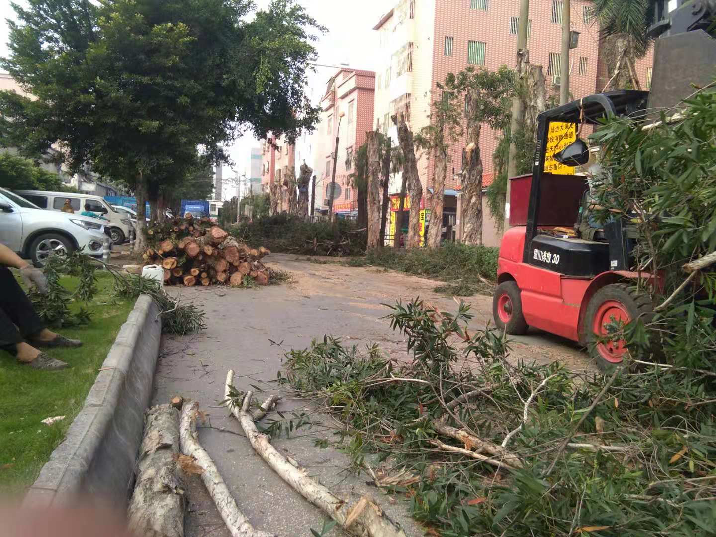 广州市广州市花都区炭步镇修枝伐木砍树厂家广州市花都区炭步镇修枝伐木砍树工程公司专业处理危险树木 枯萎树砍伐 雨后危险树 电话13602756851