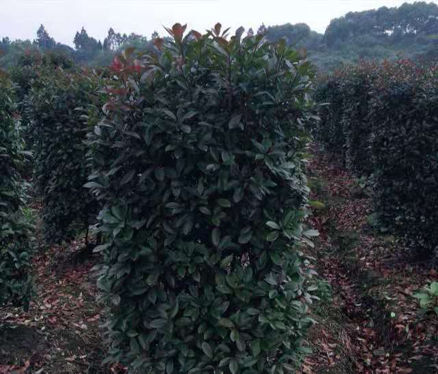 重慶紅葉石楠柱批發(fā) 重慶紅葉石楠柱基地批發(fā)