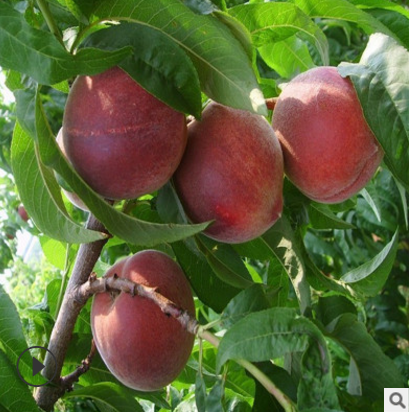 紅桃樹(shù)苗批發(fā) 山東紅桃樹(shù)苗電話 山東紅桃樹(shù)苗報(bào)價(jià) 山東紅桃樹(shù)苗供應(yīng)商 山東紅桃樹(shù)苗哪家好 紅桃樹(shù)苗價(jià)格