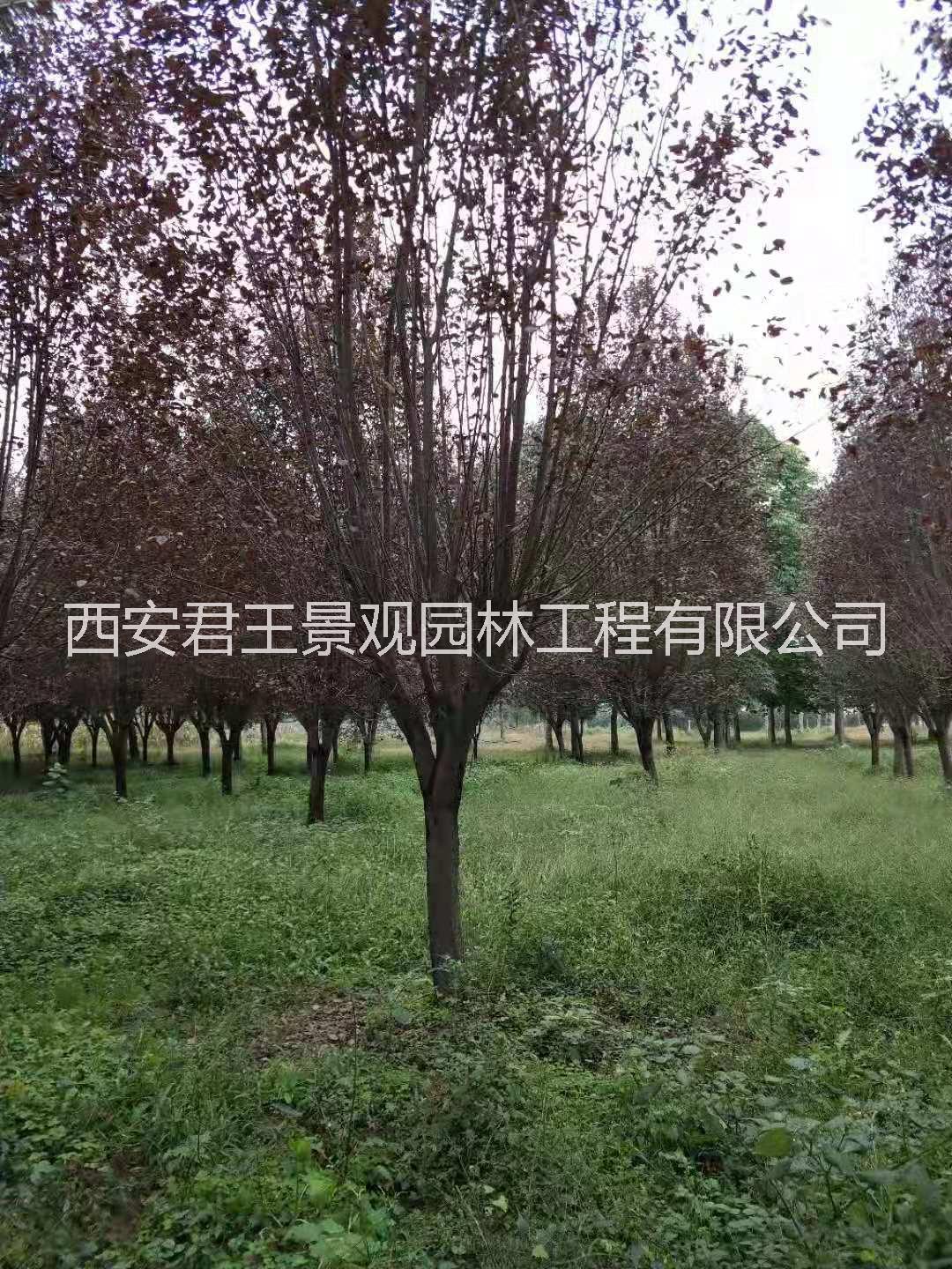 紅葉李圖片/紅葉李樣板圖 (2)