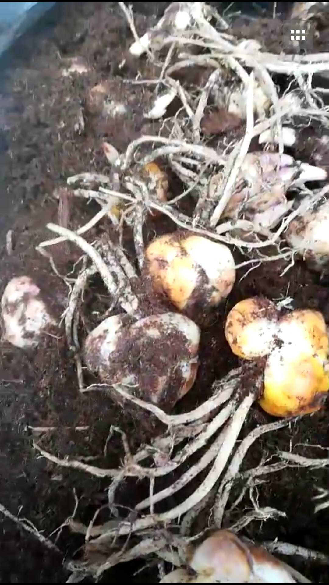 百合花種子，江蘇優(yōu)質(zhì)百合花種子批發(fā)價，江蘇百合花種子批發(fā)市場，江蘇百合花種子供貨商