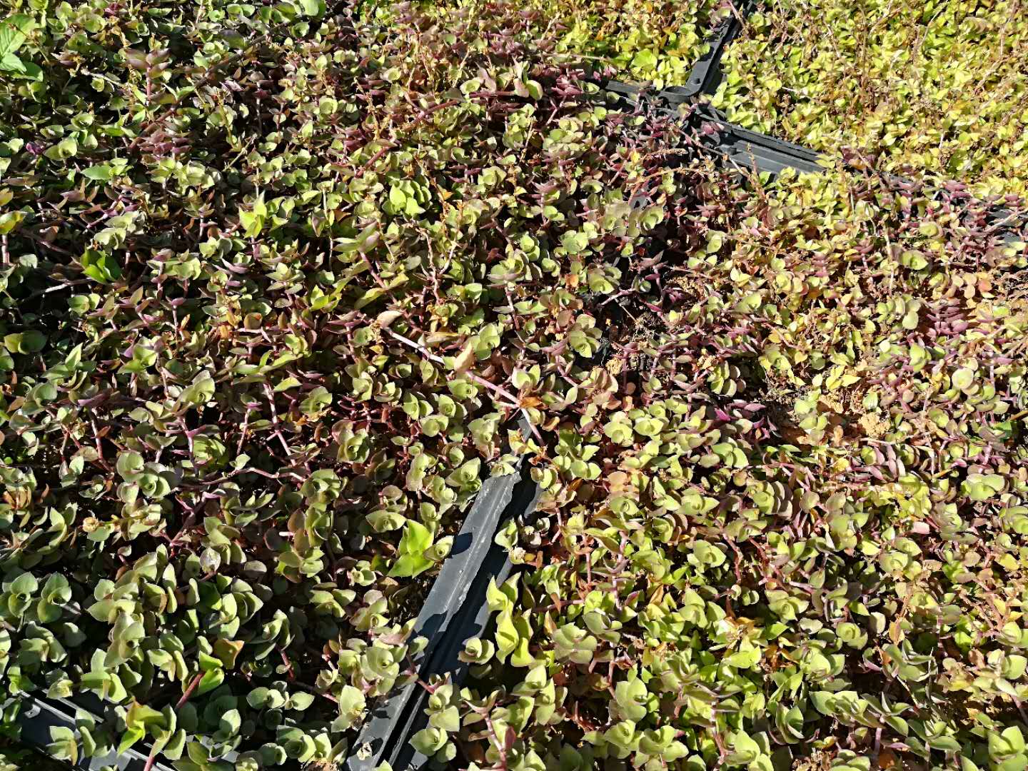 錦竹草坪洋竹草坪圖片/錦竹草坪洋竹草坪樣板圖 (2)