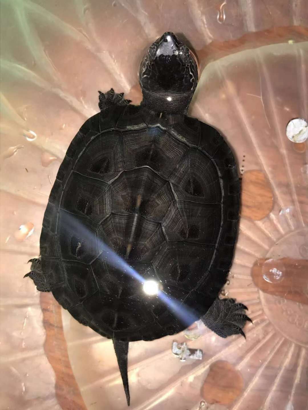 海南黑圖片/海南黑樣板圖 (1)