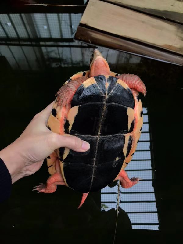 金錢龜圖片/金錢龜樣板圖 (3)