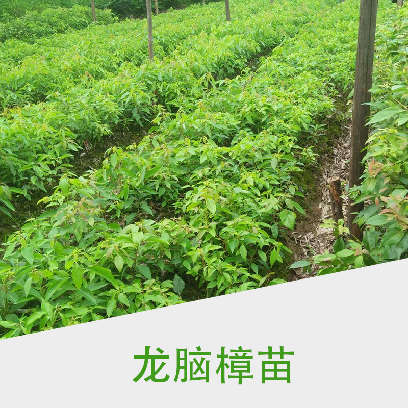 龍腦樟苗圖片/龍腦樟苗樣板圖 (3)