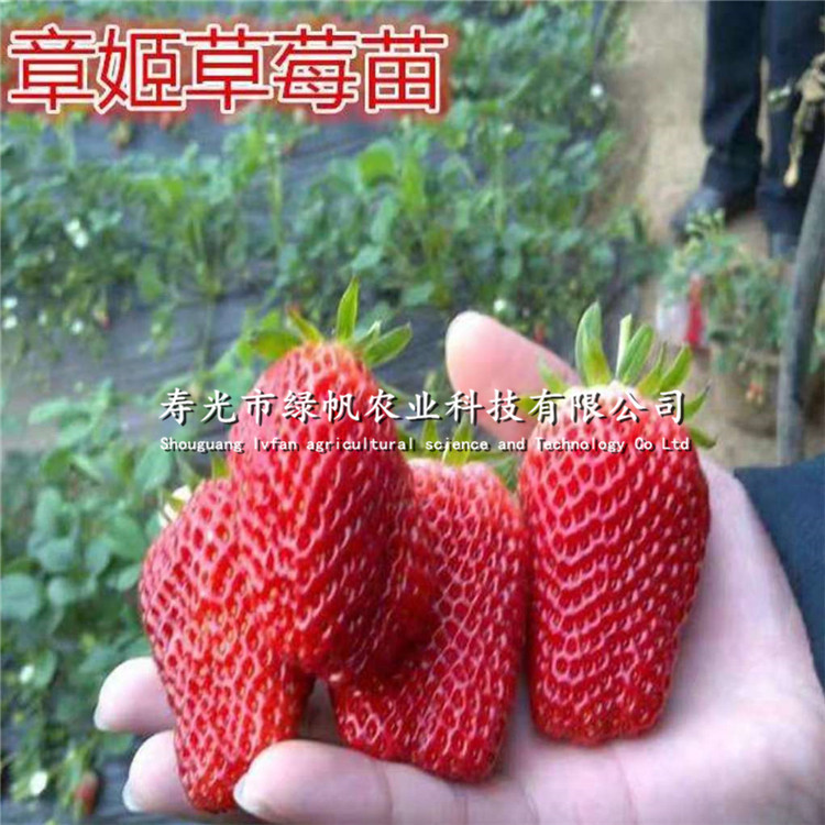 章姬草莓苗圖片/章姬草莓苗樣板圖 (2)
