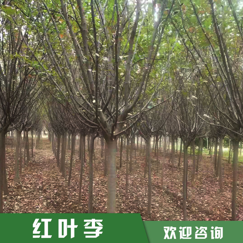 西安紅葉李批發(fā)圖片