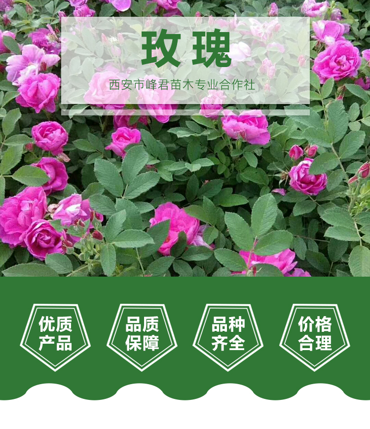 玫瑰花苗圖片/玫瑰花苗樣板圖 (1)
