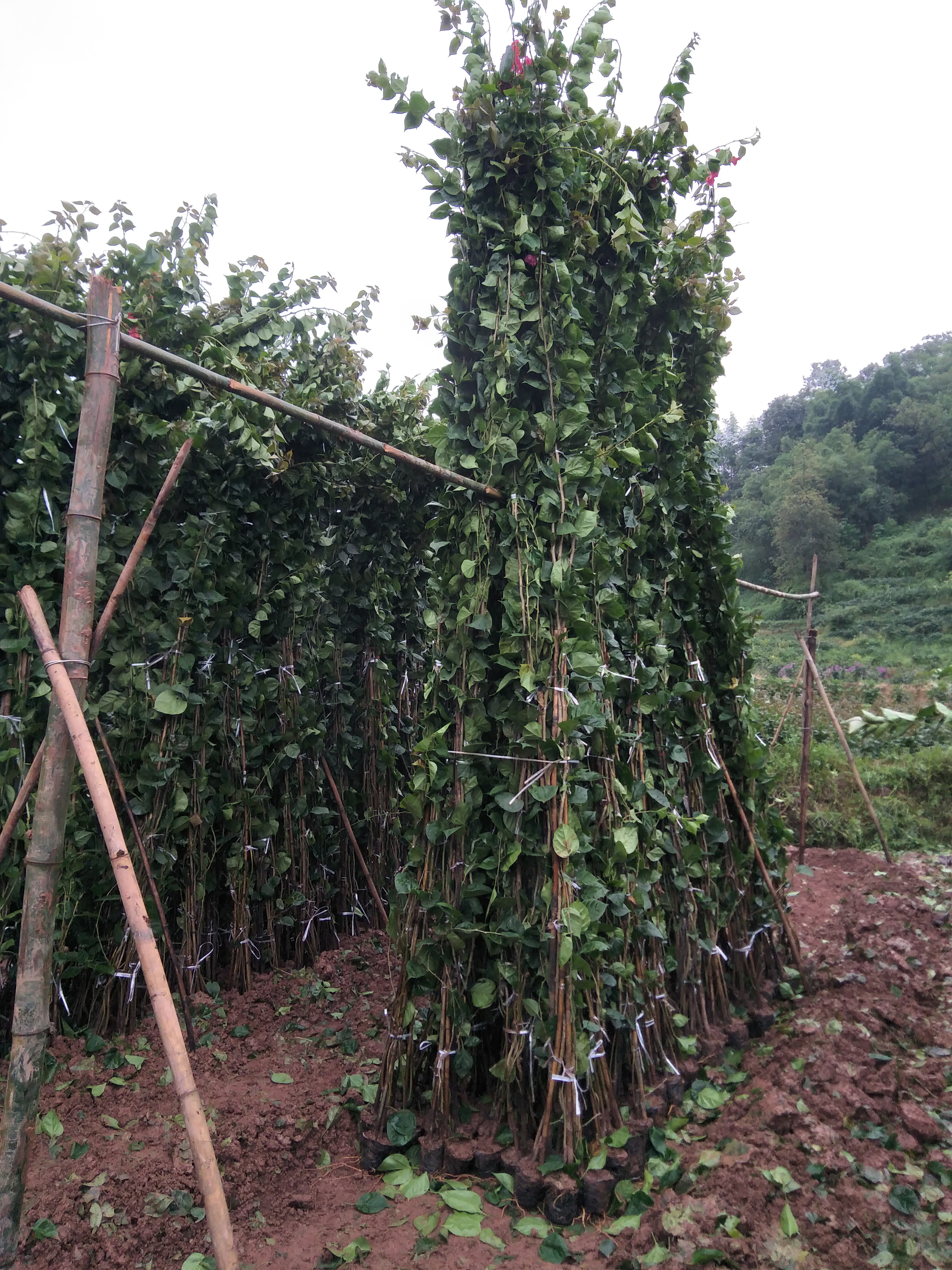 三桷梅專業(yè)種植 三桷梅廠家 三桷梅批發(fā) 宜賓三桷梅 四川三桷梅