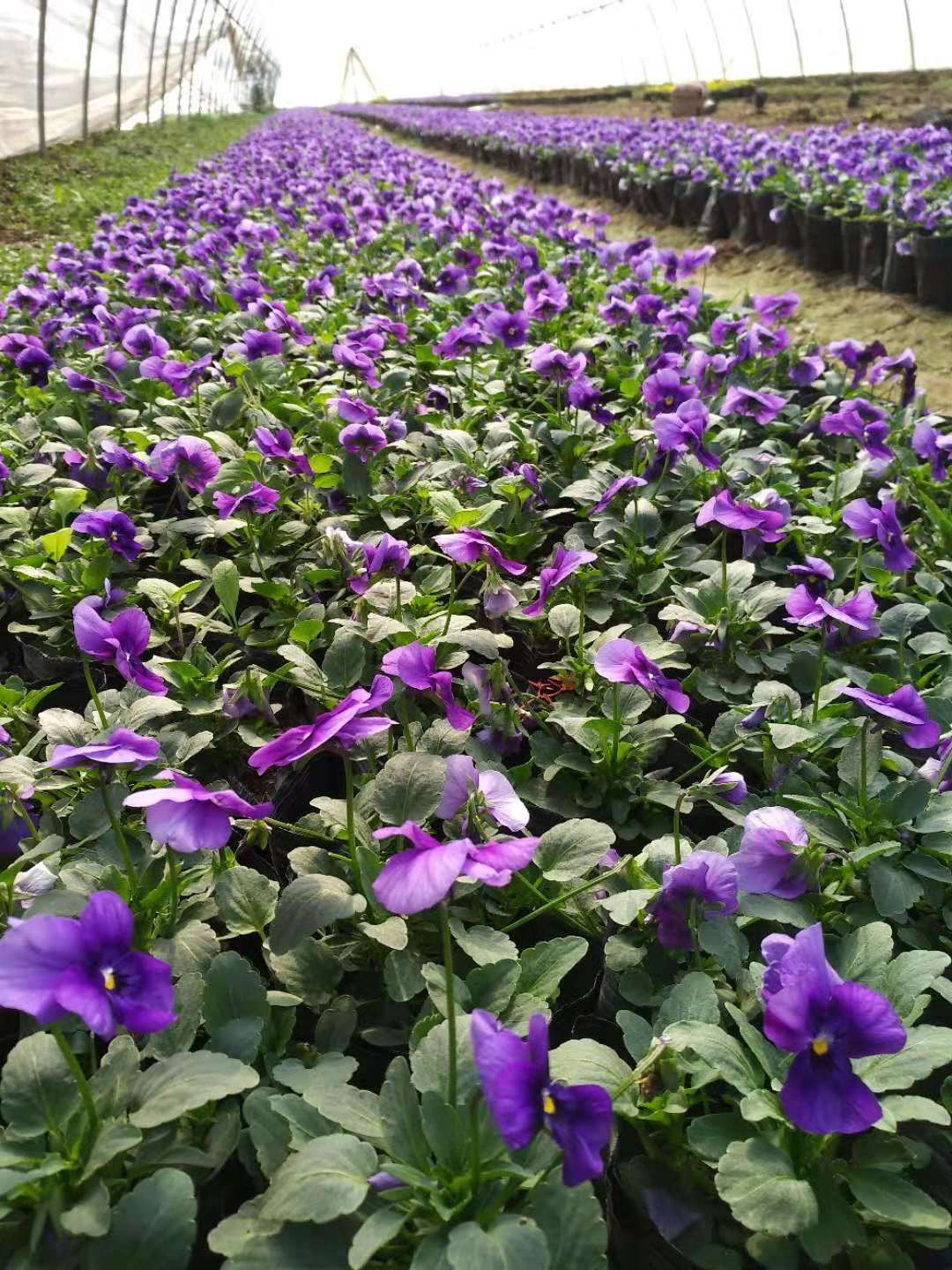 西安夏季草花供應 西安夏季草花供應，基地自產(chǎn)自銷 西安冬季草花供應，基地自產(chǎn)自銷